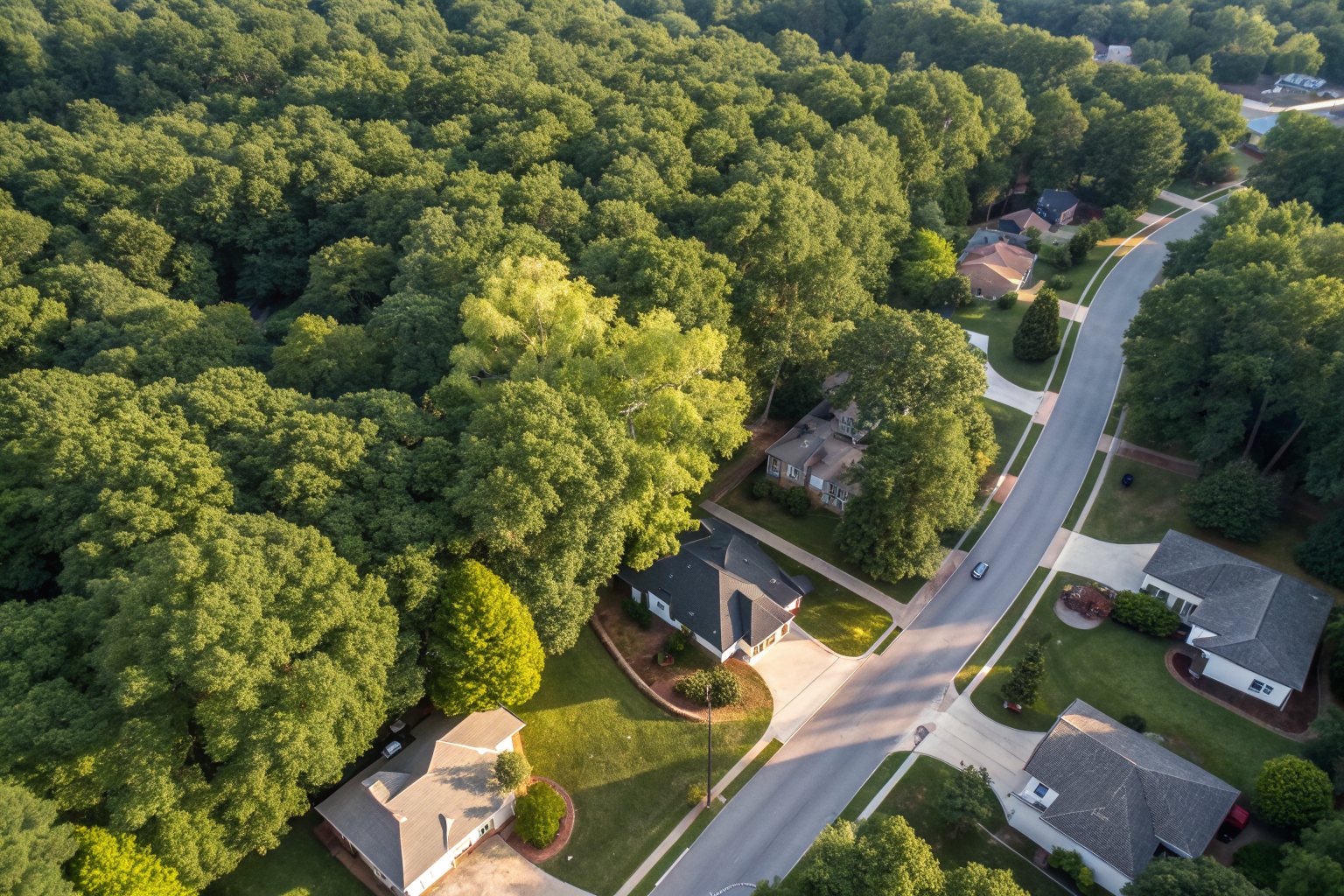 Aerial view of shingle roofs peeking through a thick green tree canopy along curving suburban streets
